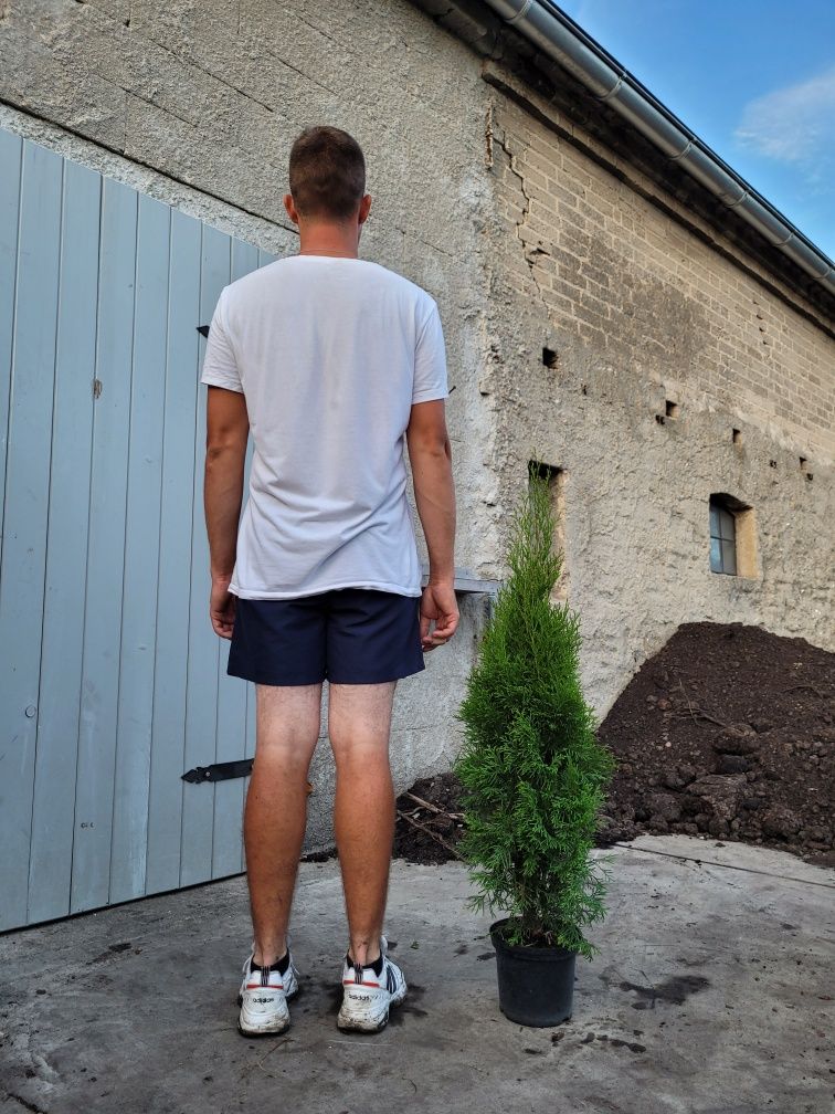 Tuja szmaragd 110cm! DARMOWA DOSTAWA!