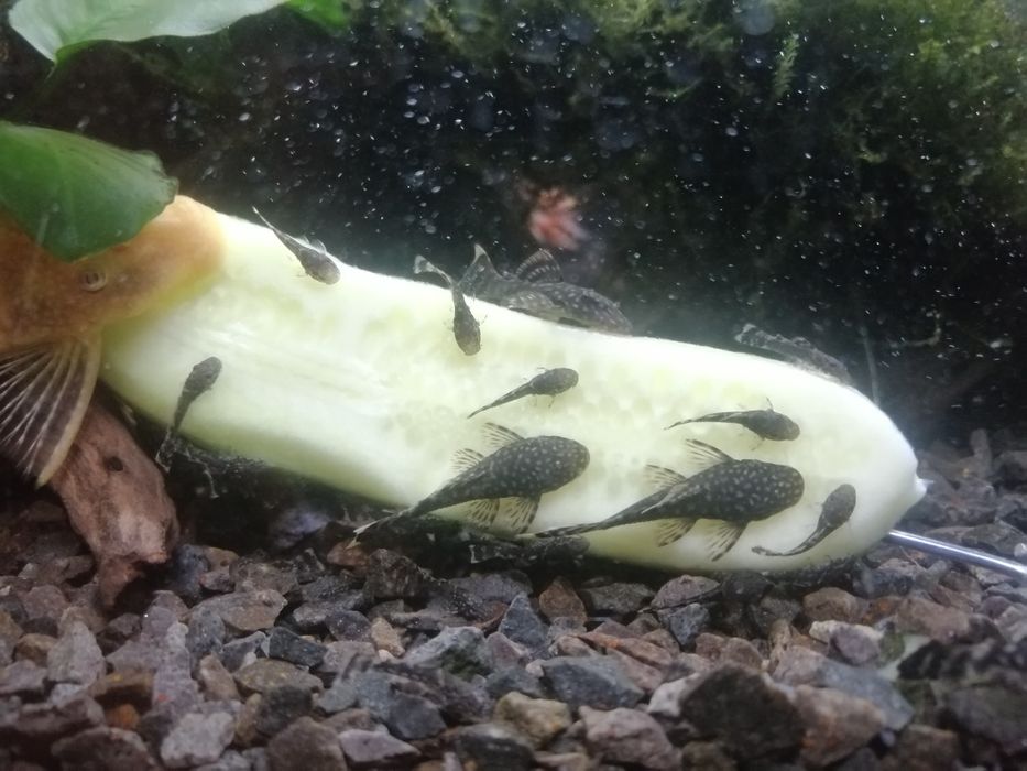 Młode zbrojniki niebieskie glonojady