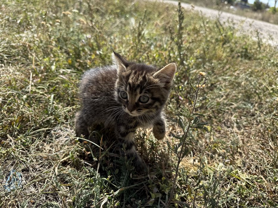 ОТДАЮ Котят 1.5 месяца