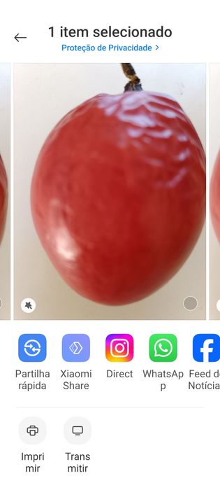 Vendo plantas tamarilho  e frutos