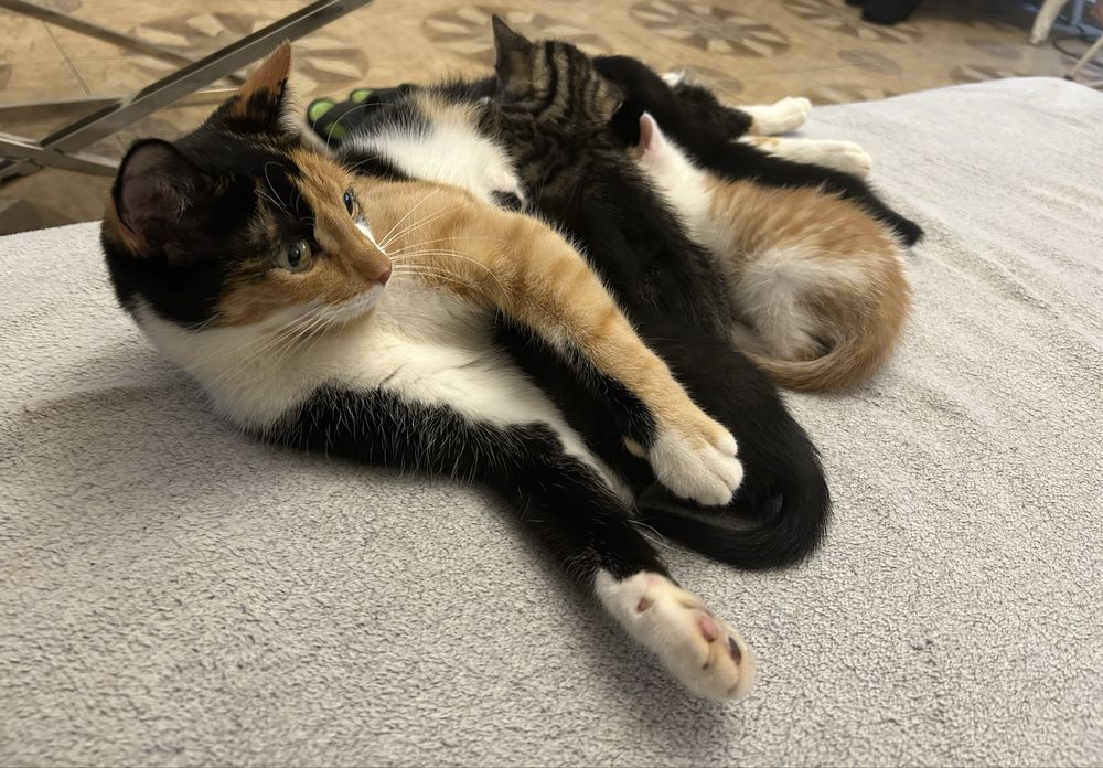 Oddam 3 kotki na kobiec listopada