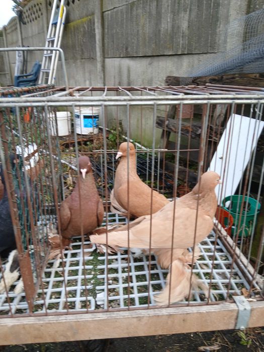 Wyszwance 3 pary rozne kolory