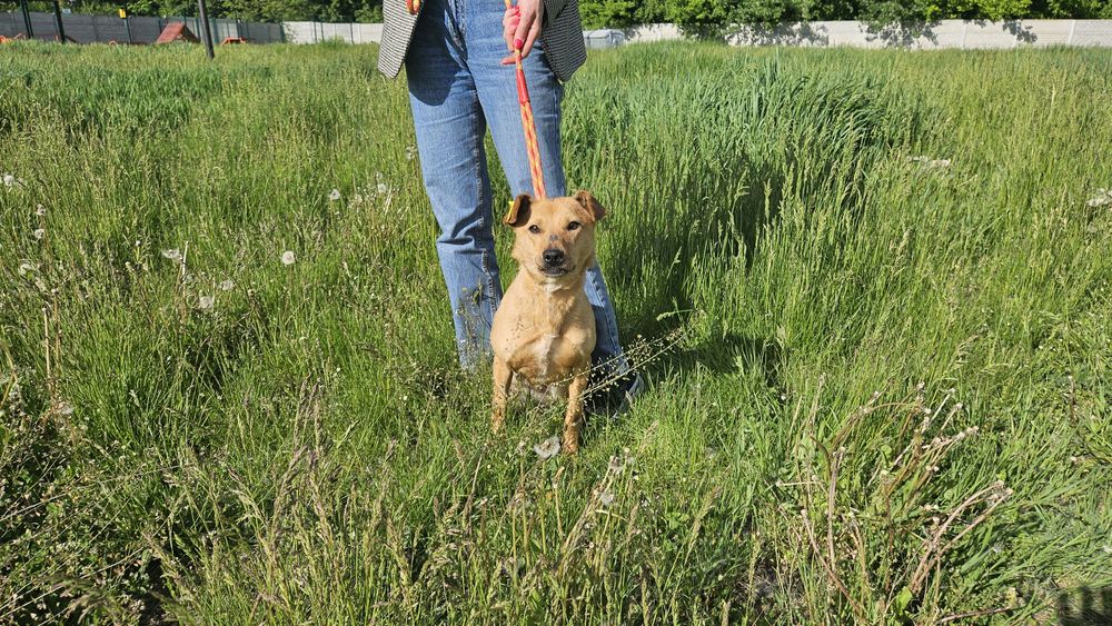 Невеличка стерилізована руденька собачка шукає господарів!
