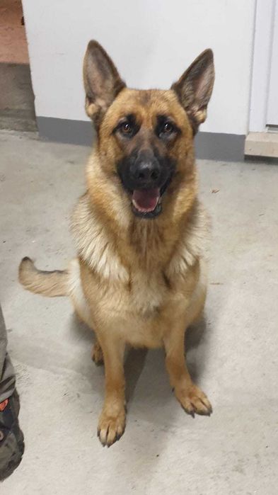 Adoção de Pastor Alemã