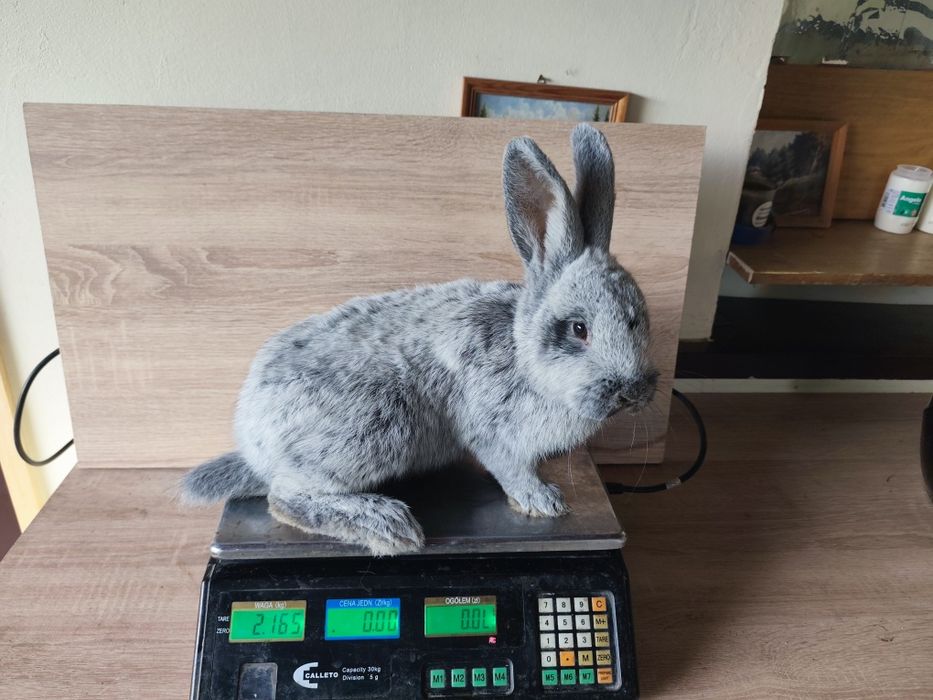 Królik wjs samiec