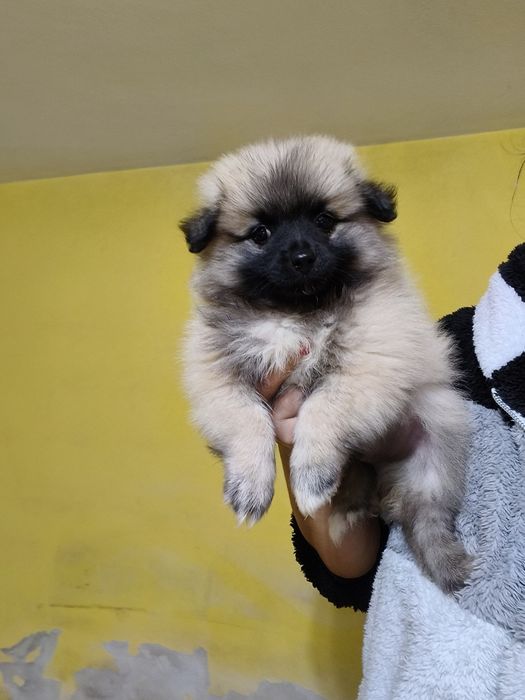 Spitz alemão menino