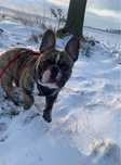 Oddam buldoga francuskiego w dobre ręce