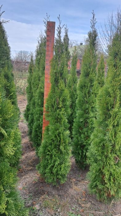 Туя Смарагд Західний