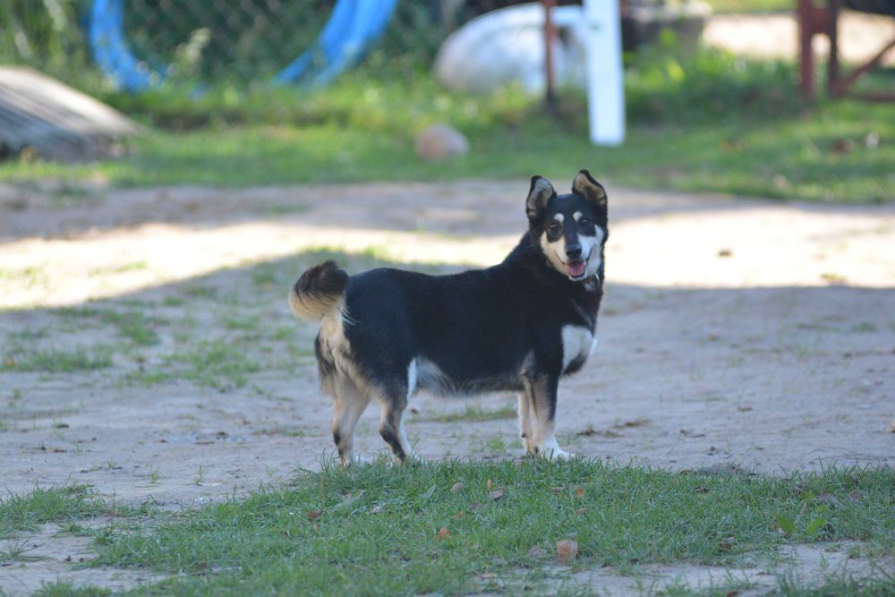 Clyde starszy wesolutki przyjazny psiak szuka domku
