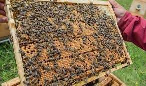 Терміново бджолосім'ї та бджолопакети  , лежаки