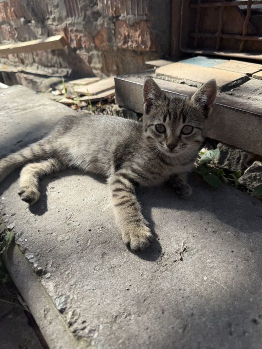 Котята в хорошие руки