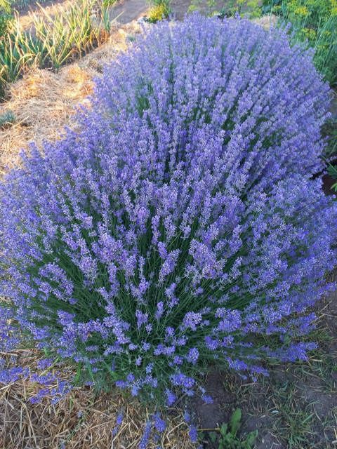 Саджанці Лаванди