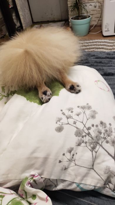 Вязка померанский шпиц  ищет невесту вязка шпиц