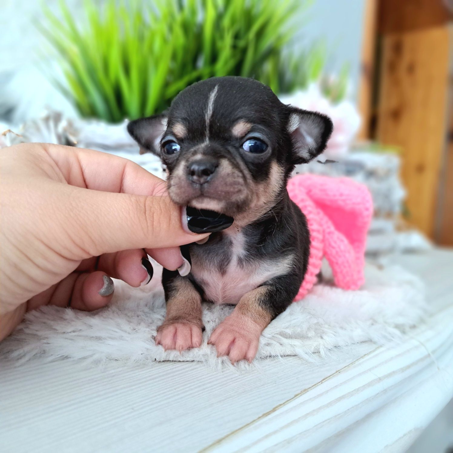Mała Gabi piękna Chihuahua xxs