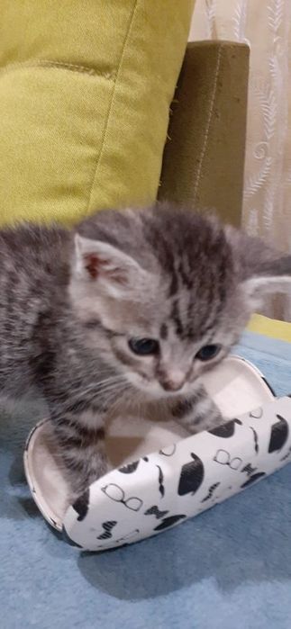 Віддам кошенят у добрі руки.