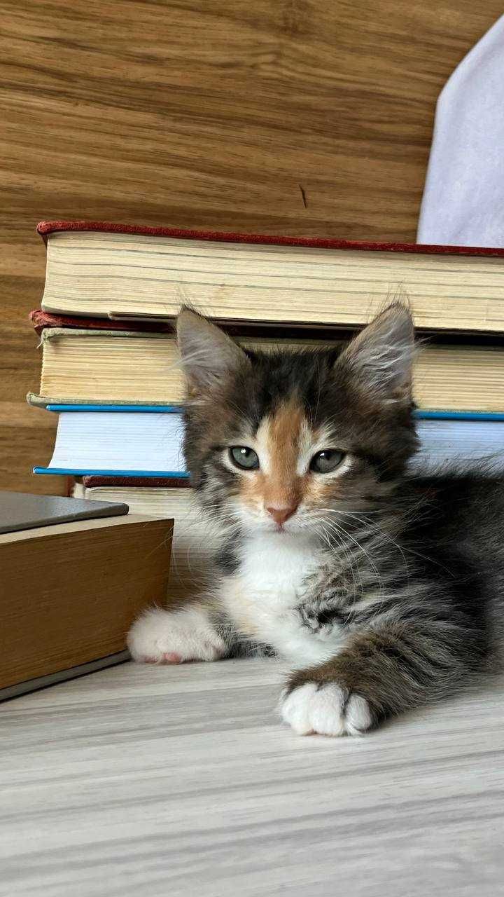 Котенок Керри ищет дом