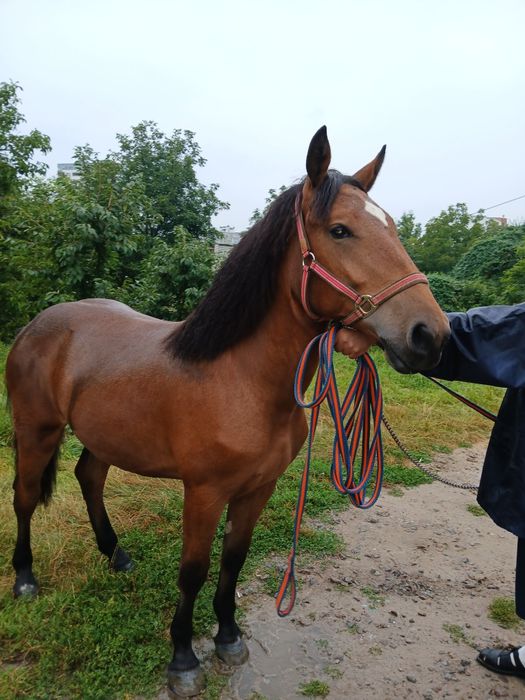 Лошиця кобила               .