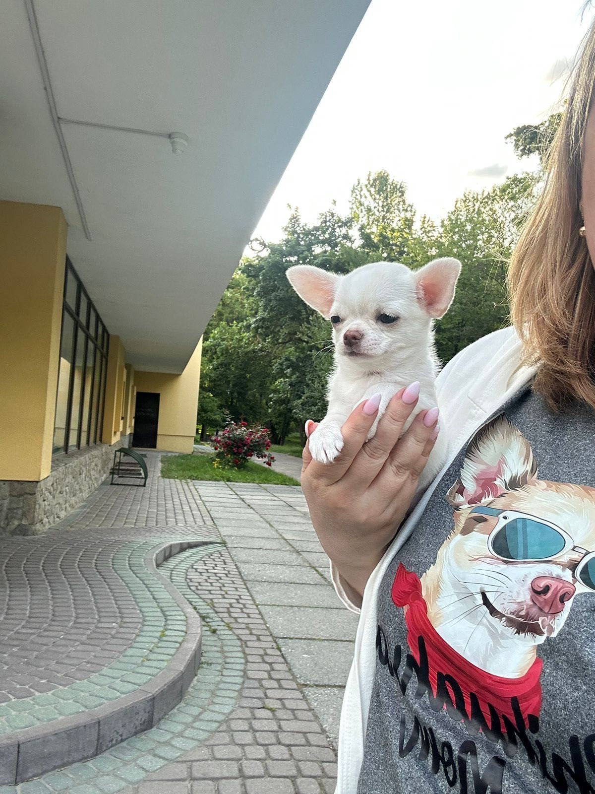 Przepiękna mini sunia chihuahua FCI