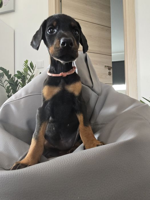 Doberman com grande carácter e muito dócil de boas linhas
