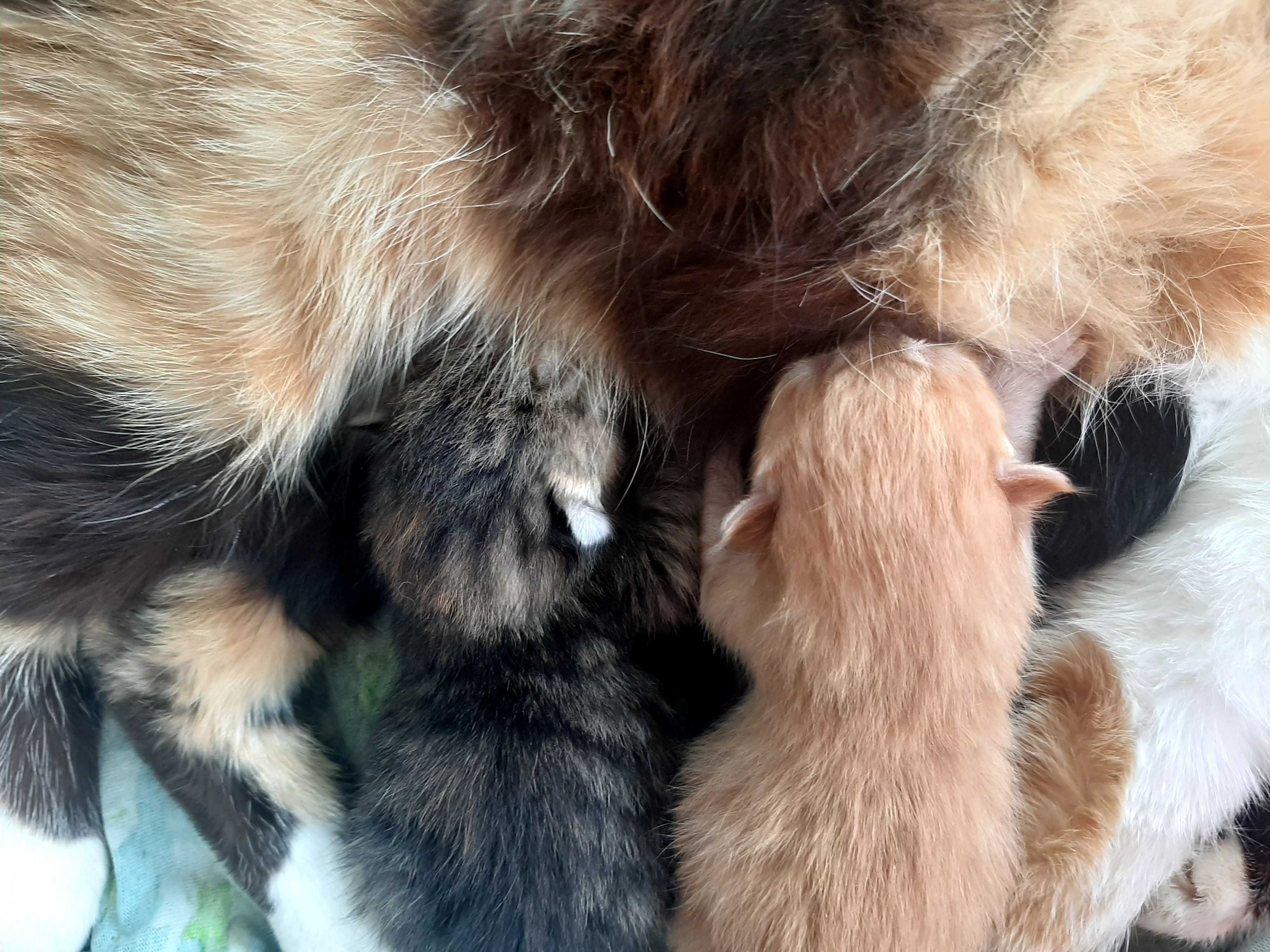 Кошенятка, манюні, новонароджені для затишку оселі