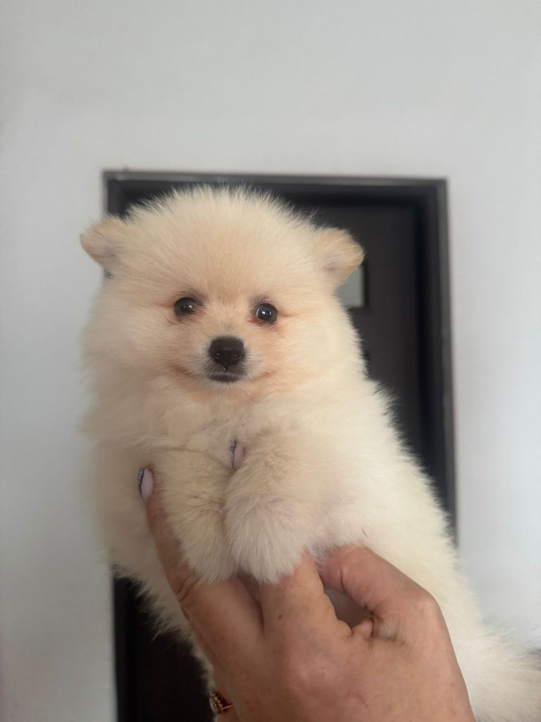 Szpic miniaturowy pomeranin