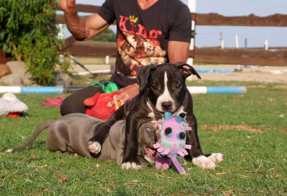 American Staffordshire Terrier ZKwP Amstaff FCI , piesek WILLY WONKA