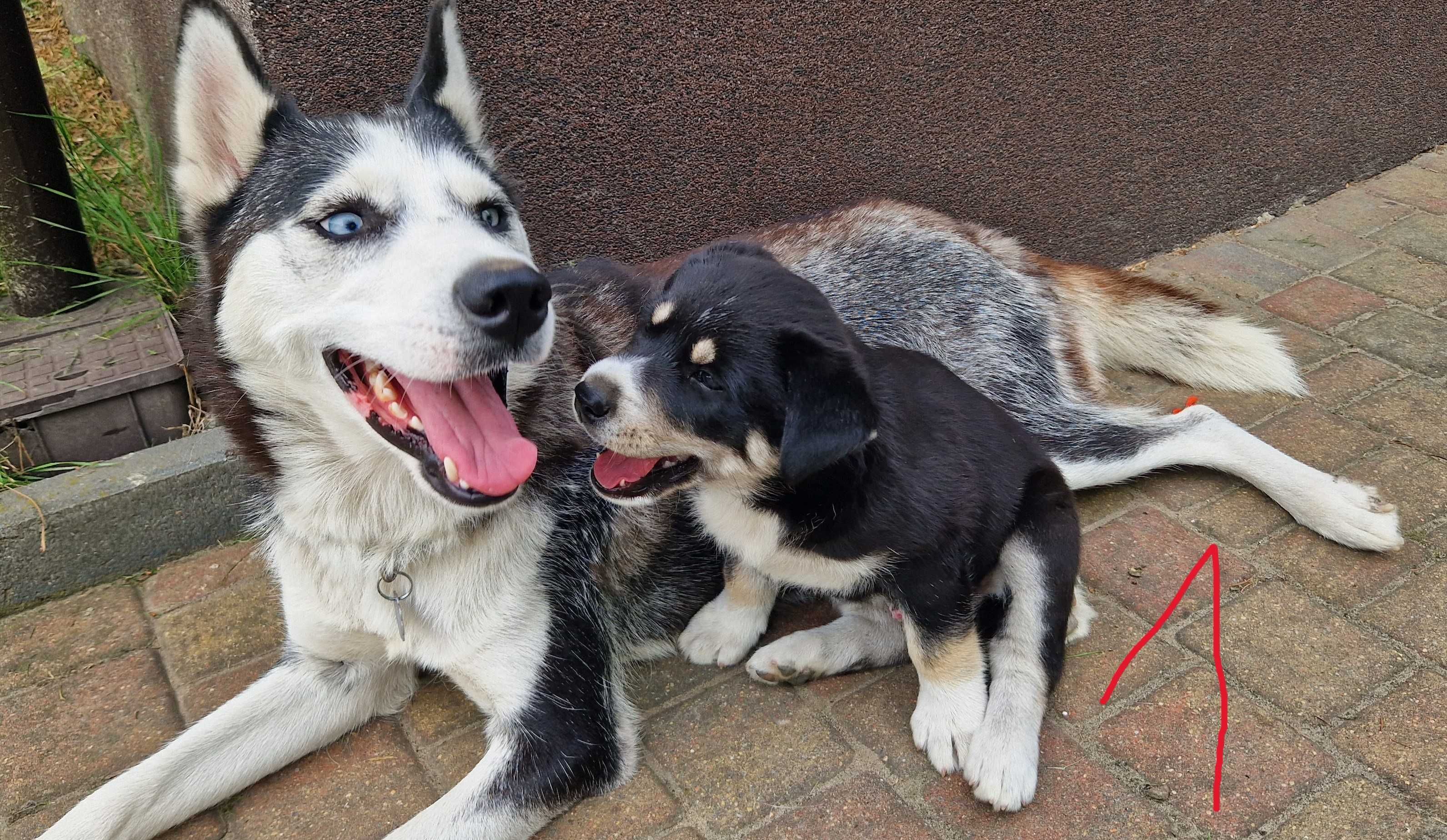 Szczenięta Syberian Husky