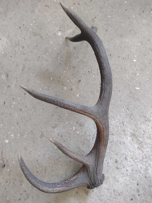 Poroże jelenia duże 76cm