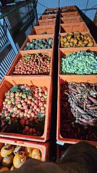 Fruta e Legumes , Comida  para Gado / Animais (Grandes quantidades)
