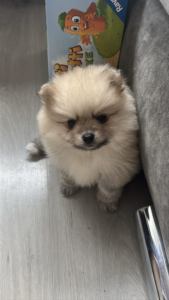 Pomeranian Szpic Miniaturowy