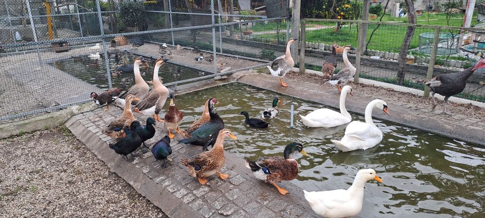 Gansos e vários patos