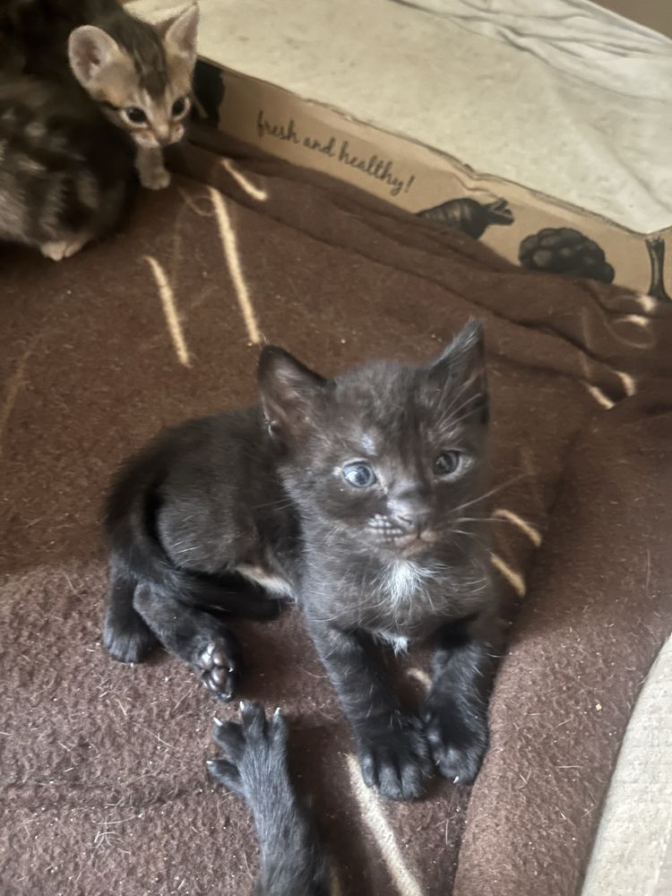 Gatinhos para adoção responsável