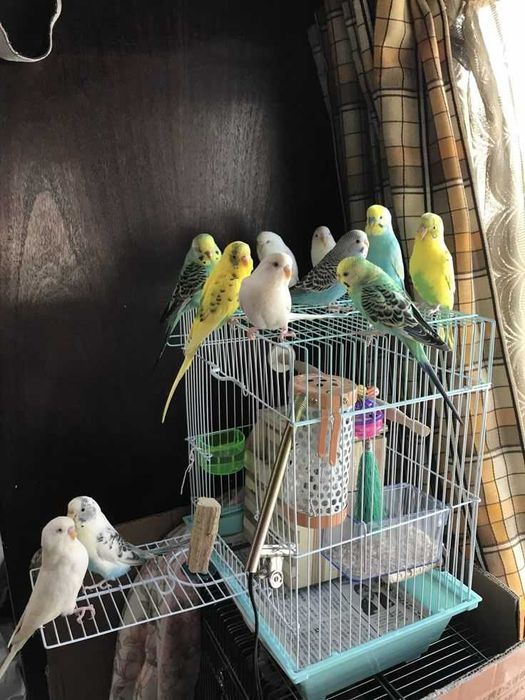 Vendo piriquitos bebés meiguinhos