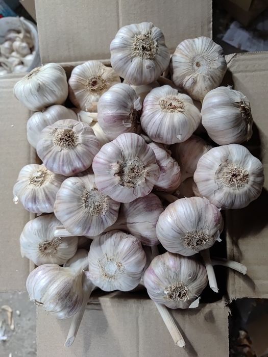 Czosnek Harnaś od 6 cm + po 1,7 zl - 50 szt