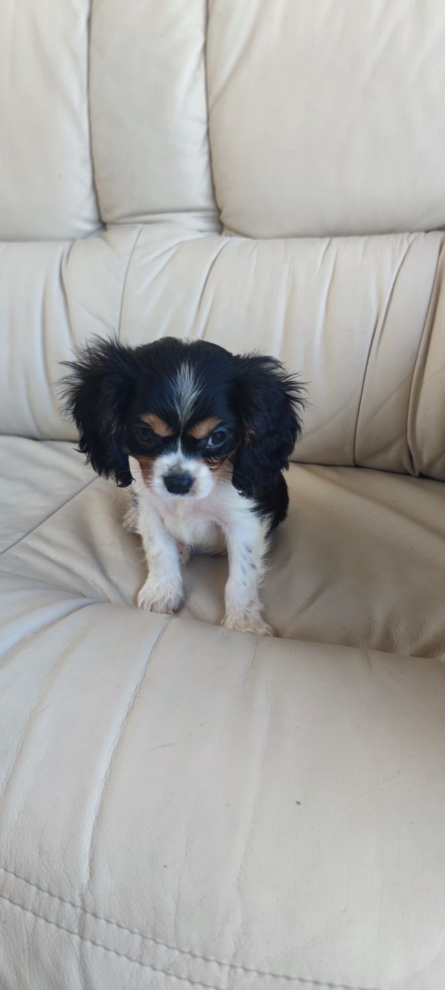King Charles Cavalier macho disponível