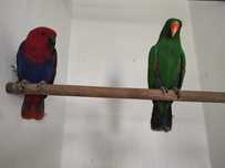 Papagaio Ecletus M e F
