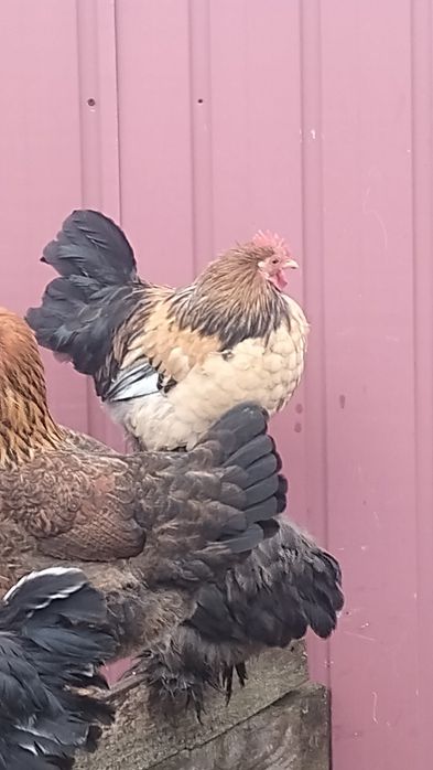 Молоді півні породи"Бентам"(карликові)