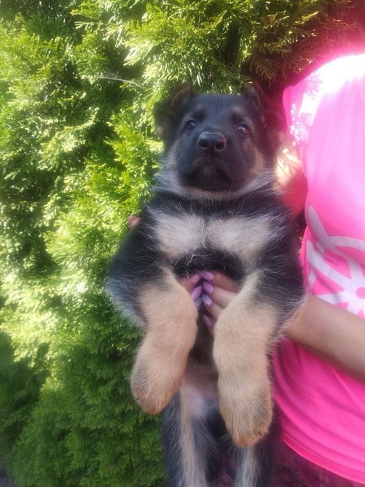 Цуценята Німецької вівчарки