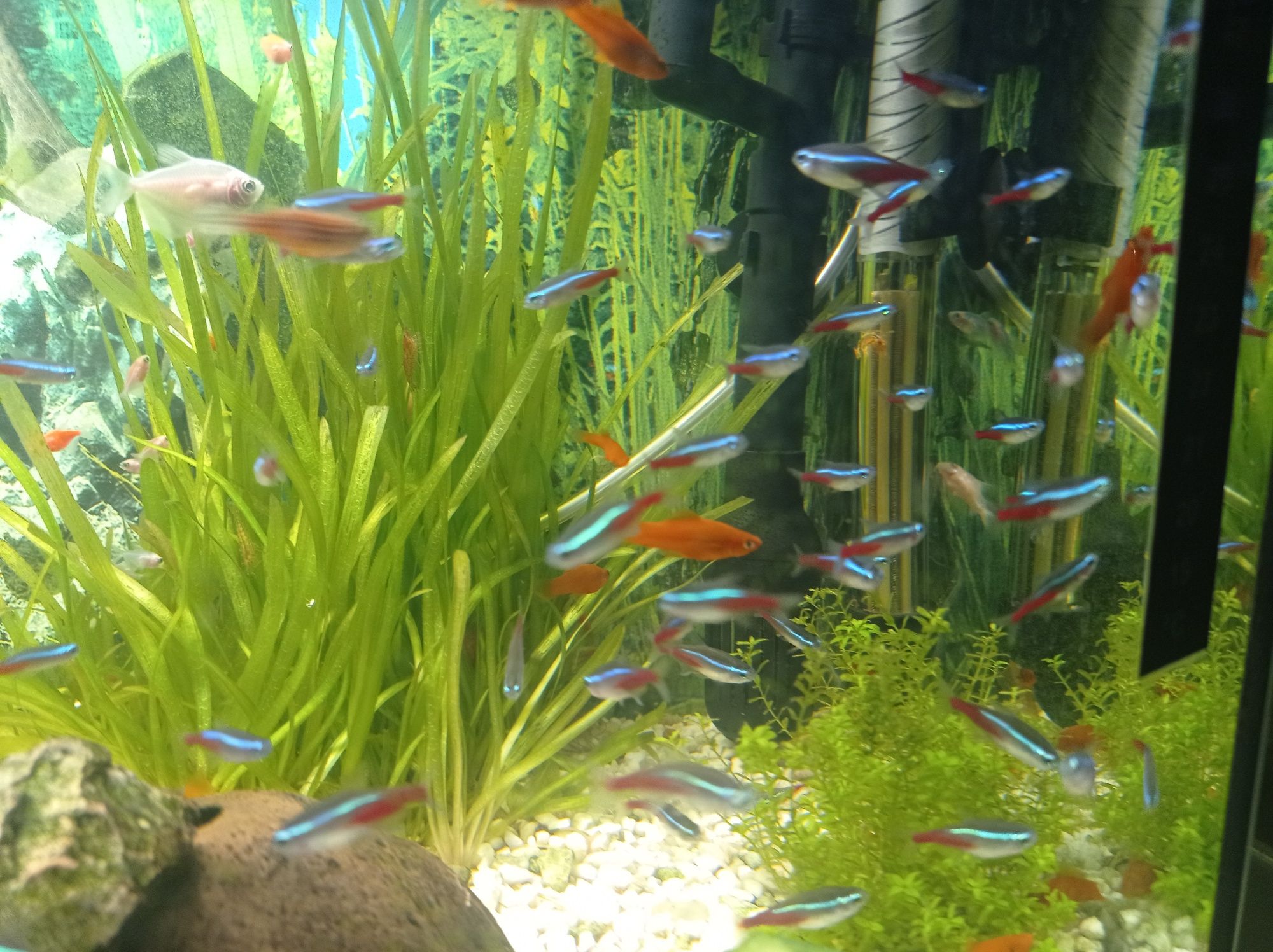 Neonki rybki do akwarium