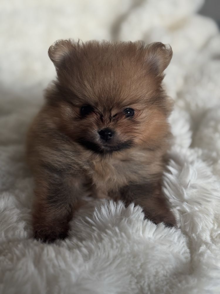 Szpic miniaturowy/Pomeranian - chłopiec