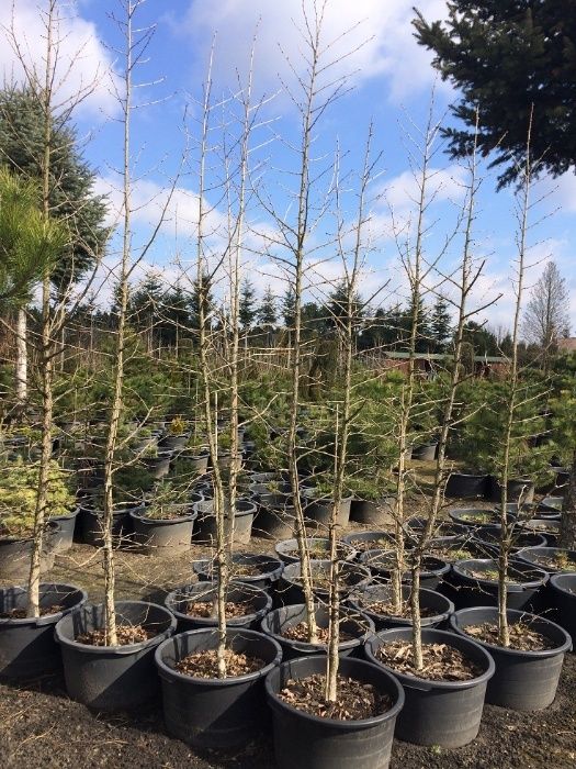 Orzech Laskowy Leszczyna Turecka 300cm 'Corylus Colurna'