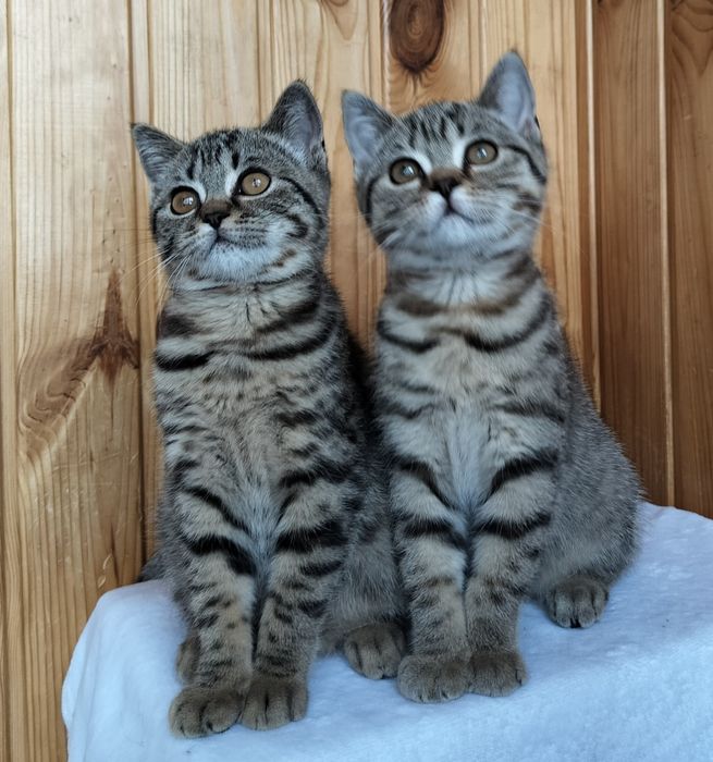 Смугасті красуні