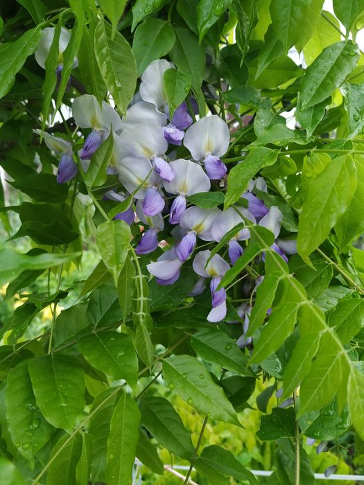 глицинья саженцы большие.