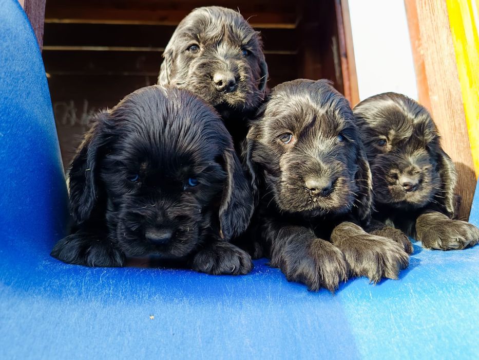 Cocker Spaniel Angielski Sunie