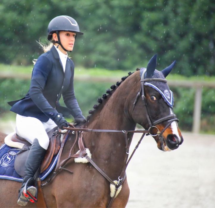 Cavalo KWPN/Falco