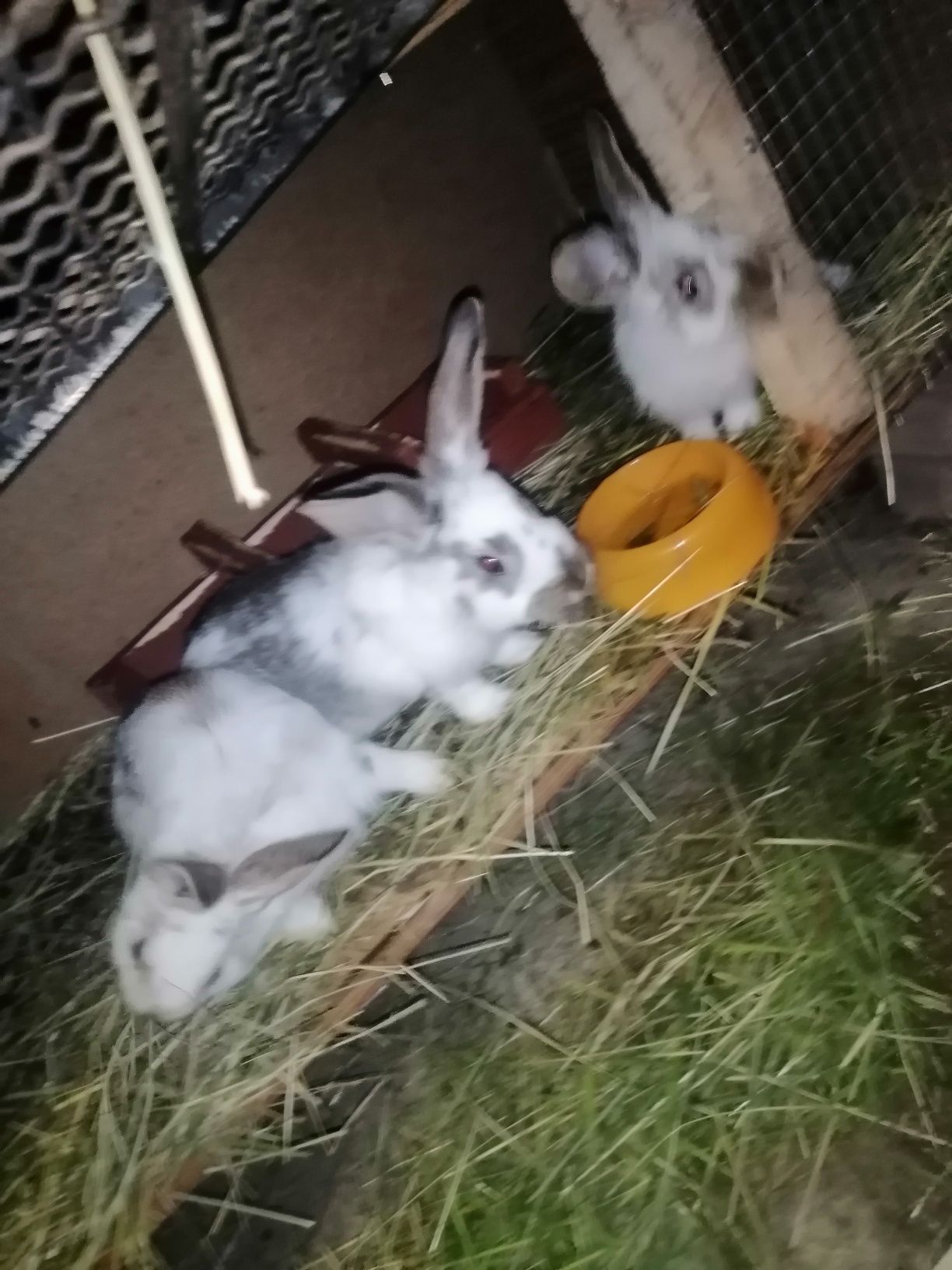 3 młode króliki mieszane