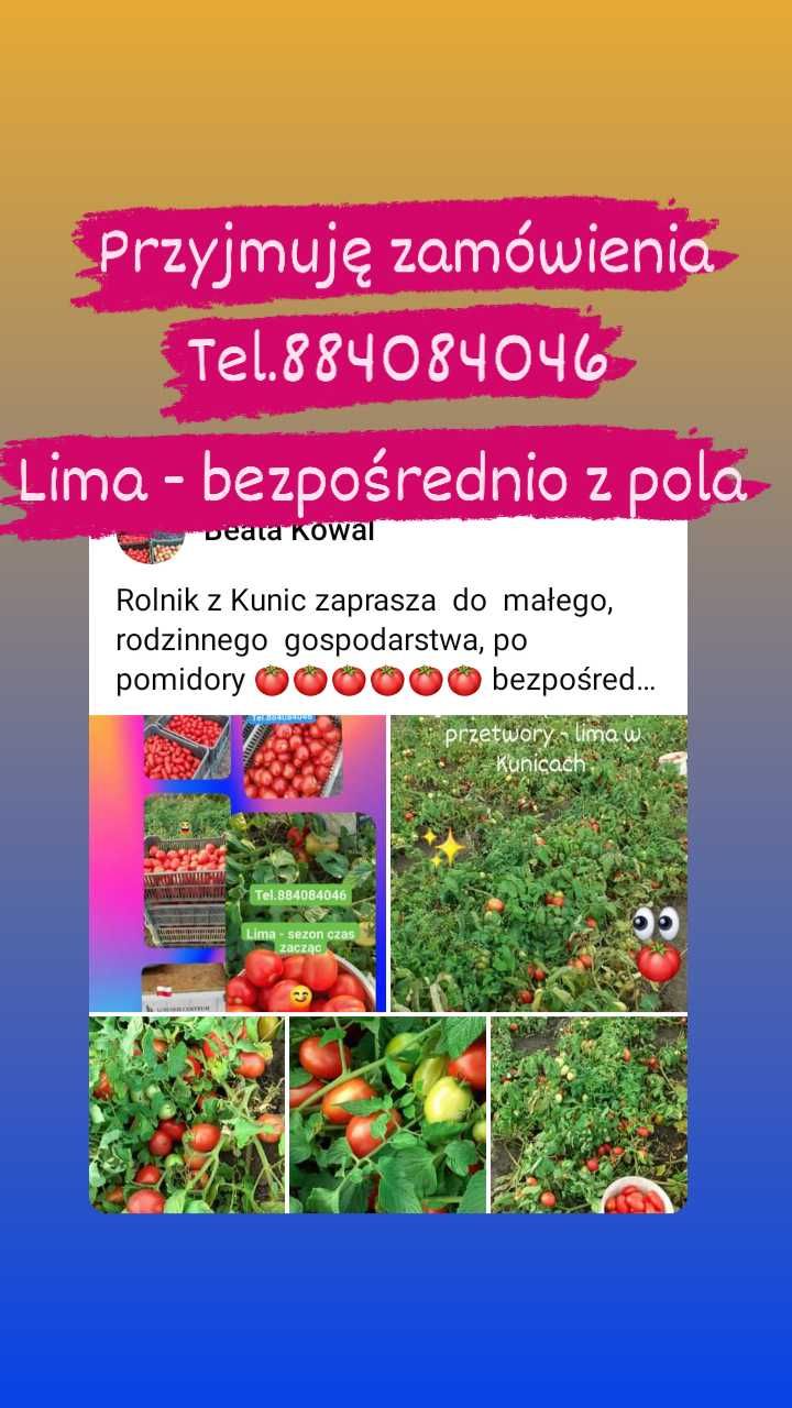 Pomidory lima polne na przeciery suszenia soki ogórki pasaty gruntowe