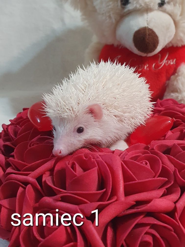 Jeż pigmejski jez afrykański
