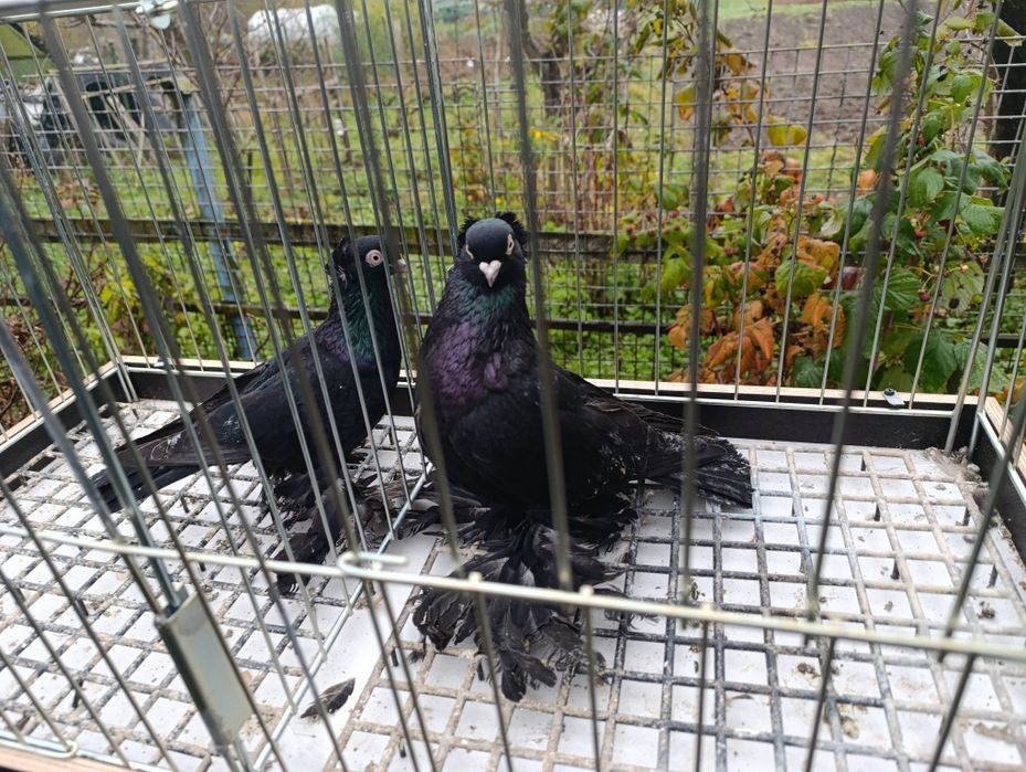 Gołębie wywrotki wschodniopruskie