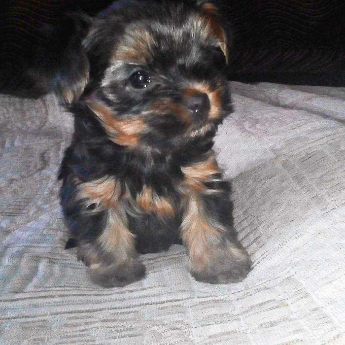 Йорочки Беби-Фейс. Выставочные с Документами. Бронь